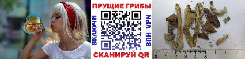 блэк спрут онион  Беслан  Псилоцибиновые грибы MAGIC MUSHROOMS 
